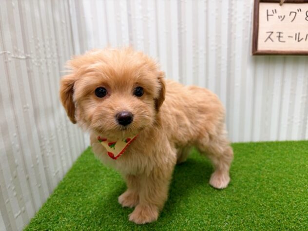 岡山県のハーフ犬・ミックス犬 (アミーゴ倉敷店/2025年10月18日生まれ/女の子/アプリコット)の子犬の3枚目の画像