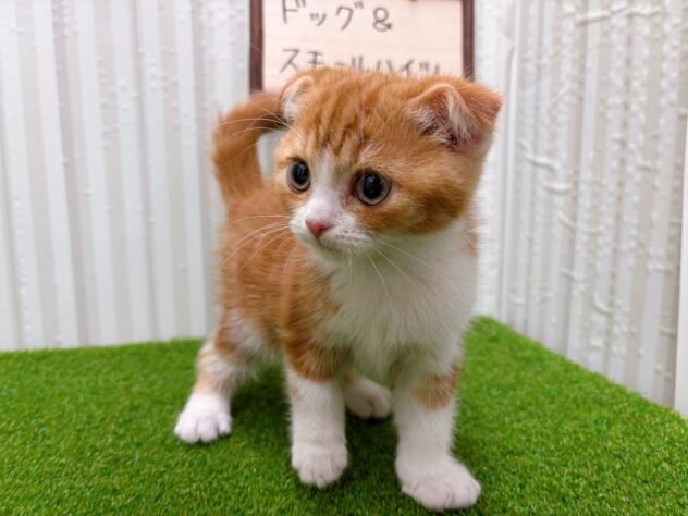 岡山県のスコティッシュフォールド (アミーゴ倉敷店/2025年10月14日生まれ/女の子/レッドタビーホワイト)の子猫の3枚目の画像