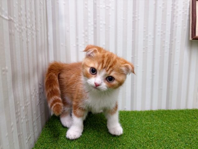 岡山県のスコティッシュフォールド (アミーゴ倉敷店/2025年10月14日生まれ/女の子/レッドタビーホワイト)の子猫の2枚目の画像