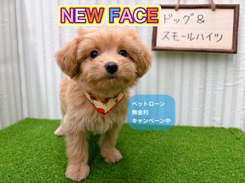 岡山県のハーフ犬・ミックス犬 (アミーゴ倉敷店/2025年10月18日生まれ/女の子/アプリコット)の子犬の1枚目の画像
