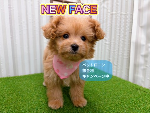岡山県のハーフ犬・ミックス犬 (アミーゴ倉敷店/2025年10月18日生まれ/女の子/アプリコット)の子犬の1枚目の画像
