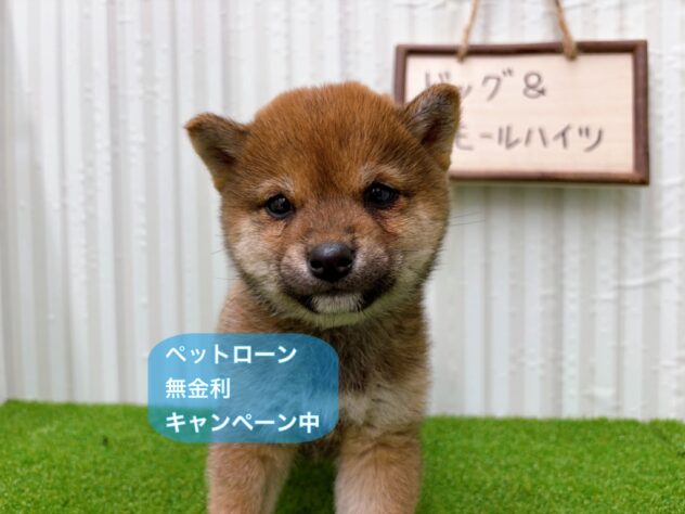 岡山県の豆柴 (アミーゴ倉敷店/2025年10月10日生まれ/女の子/赤)の子犬の1枚目の画像