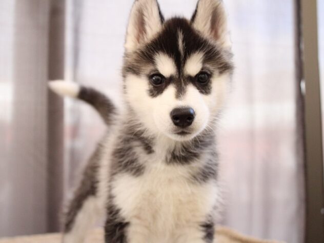 兵庫県のシベリアンハスキー (ペット・プラザ アミーゴ神戸灘店/2025年10月26日生まれ/女の子/ブラックホワイト)の子犬の2枚目の画像