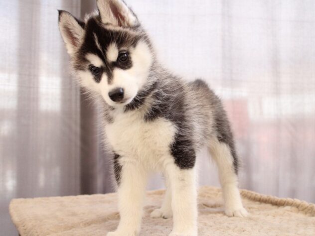 兵庫県のシベリアンハスキー (ペット・プラザ アミーゴ神戸灘店/2025年10月26日生まれ/女の子/ブラックホワイト)の子犬の4枚目の画像