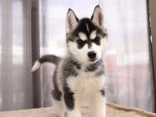 兵庫県のシベリアンハスキー (ペット・プラザ アミーゴ神戸灘店/2025年10月26日生まれ/女の子/ブラックホワイト)の子犬の3枚目の画像