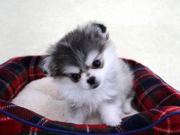 兵庫県のハーフ犬・ミックス犬 (ペット・プラザ アミーゴ神戸灘店/2025年10月24日生まれ/男の子/ウルフセーブルホワイト)の子犬の3枚目の画像