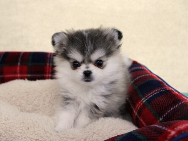 兵庫県のハーフ犬・ミックス犬 (ペット・プラザ アミーゴ神戸灘店/2025年10月24日生まれ/男の子/ウルフセーブルホワイト)の子犬の1枚目の画像