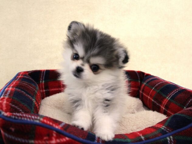 兵庫県のハーフ犬・ミックス犬 (ペット・プラザ アミーゴ神戸灘店/2025年10月24日生まれ/男の子/ウルフセーブルホワイト)の子犬の2枚目の画像