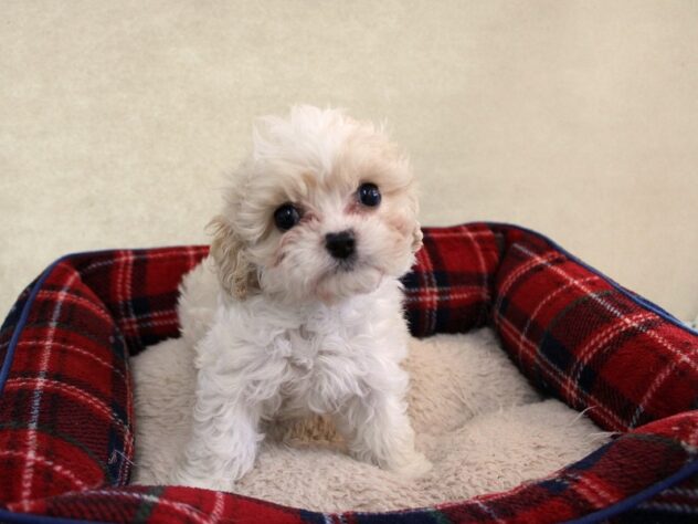 兵庫県のハーフ犬・ミックス犬 (ペット・プラザ アミーゴ神戸灘店/2025年10月24日生まれ/男の子/パーティーカラー)の子犬の2枚目の画像