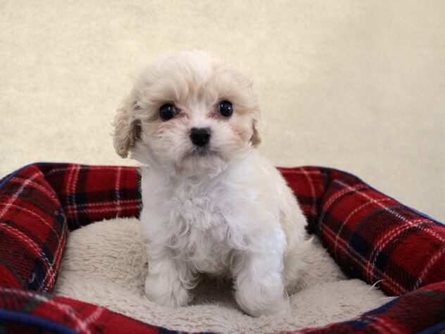 兵庫県のハーフ犬・ミックス犬 (ペット・プラザ アミーゴ神戸灘店/2025年10月24日生まれ/男の子/パーティーカラー)の子犬の1枚目の画像