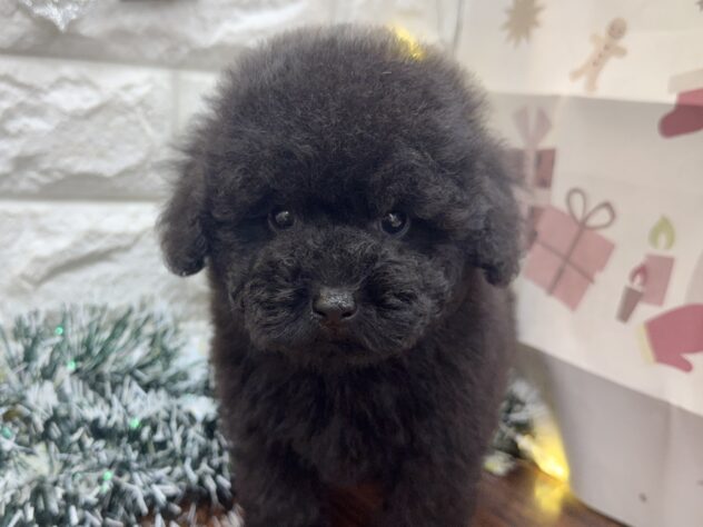 兵庫県のトイプードル(トイ) (ワンキャラット アミーゴ姫路飾磨店/2025年10月28日生まれ/男の子/ブラック)の子犬