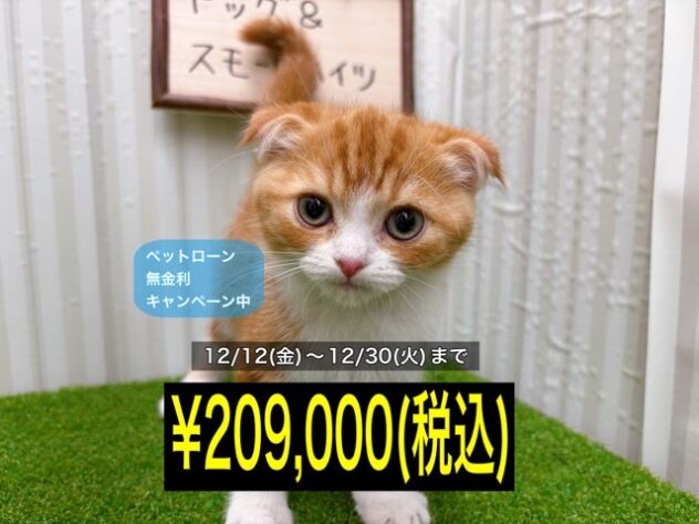 岡山県のスコティッシュフォールド (アミーゴ倉敷店/2025年10月14日生まれ/女の子/レッドタビーホワイト)の子猫の1枚目の画像