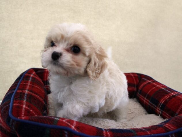 兵庫県のハーフ犬・ミックス犬 (ペット・プラザ アミーゴ神戸灘店/2025年10月24日生まれ/男の子/パーティーカラー)の子犬の3枚目の画像