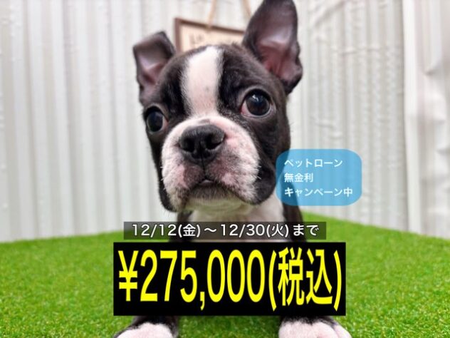 岡山県のボストンテリア (アミーゴ倉敷店/2025年9月23日生まれ/男の子/ボストンカラー)の子犬の1枚目の画像