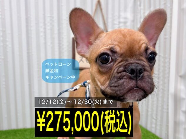 岡山県のフレンチブルドッグ (アミーゴ倉敷店/2025年8月17日生まれ/男の子/フォーン)の子犬の1枚目の画像