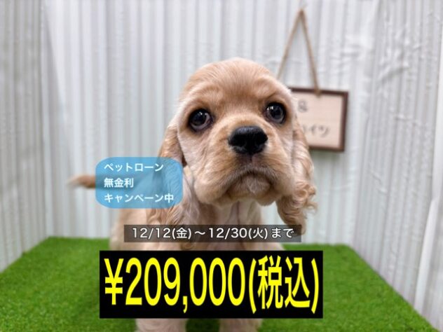 岡山県のアメリカンコッカースパニエル (アミーゴ倉敷店/2025年9月23日生まれ/男の子/バフ)の子犬の1枚目の画像