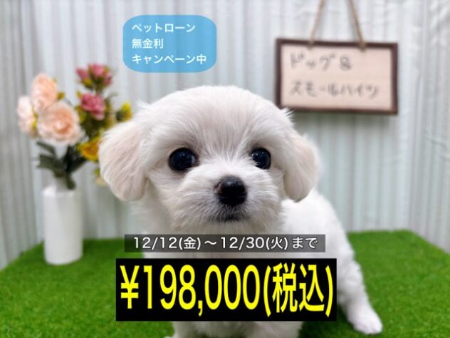 岡山県のハーフ犬・ミックス犬 (アミーゴ倉敷店/2025年9月13日生まれ/女の子/ホワイト)の子犬の1枚目の画像
