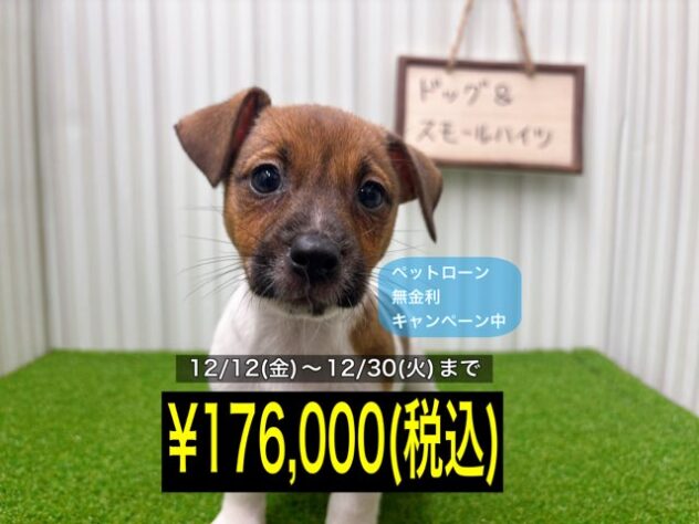 岡山県のジャックラッセルテリア (アミーゴ倉敷店/2025年7月29日生まれ/女の子/タンホワイト)の子犬の1枚目の画像