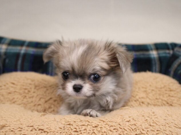 兵庫県のチワワ(ロング) (ペット・プラザ アミーゴ神戸灘店/2025年10月24日生まれ/男の子/ブルーフォーンホワイト)の子犬の1枚目の画像