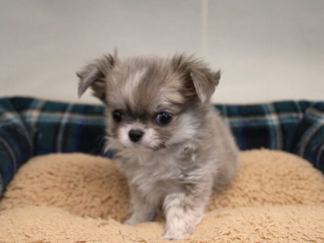 兵庫県のチワワ(ロング) (ペット・プラザ アミーゴ神戸灘店/2025年10月24日生まれ/男の子/ブルーフォーンホワイト)の子犬の2枚目の画像