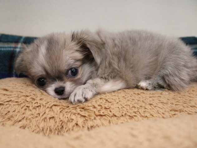 兵庫県のチワワ(ロング) (ペット・プラザ アミーゴ神戸灘店/2025年10月24日生まれ/男の子/ブルーフォーンホワイト)の子犬の3枚目の画像