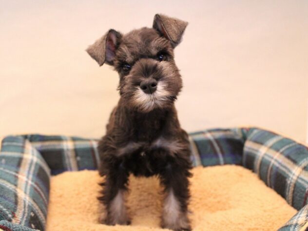 兵庫県のミニチュアシュナウザー (ペット・プラザ アミーゴ神戸灘店/2025年10月23日生まれ/女の子/ソルトペッパー)の子犬の1枚目の画像