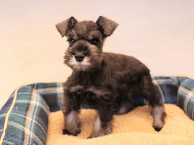 兵庫県のミニチュアシュナウザー (ペット・プラザ アミーゴ神戸灘店/2025年10月23日生まれ/女の子/ソルトペッパー)の子犬の3枚目の画像