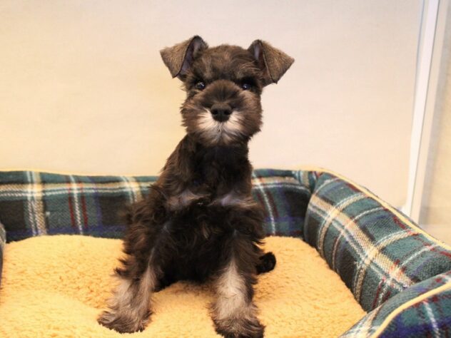 兵庫県のミニチュアシュナウザー (ペット・プラザ アミーゴ神戸灘店/2025年10月23日生まれ/女の子/ソルトペッパー)の子犬の4枚目の画像