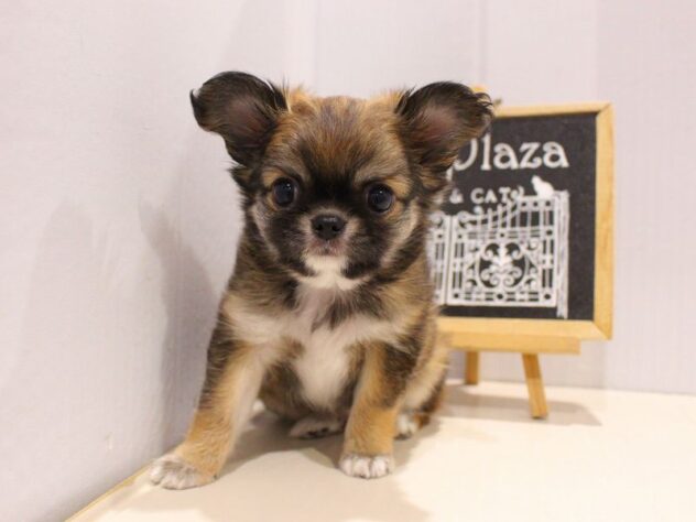 兵庫県のチワペキ/ペキチー/ペキチワ(チワワ×ペキニーズ) (ペット・プラザ アミーゴ明石魚住店/2025年7月7日生まれ/男の子/レッドホワイト)の子犬の2枚目の画像