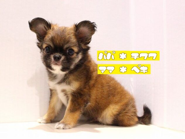 兵庫県のチワペキ/ペキチー/ペキチワ(チワワ×ペキニーズ) (ペット・プラザ アミーゴ明石魚住店/2025年7月7日生まれ/男の子/レッドホワイト)の子犬の1枚目の画像