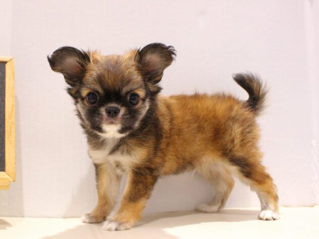 兵庫県のチワペキ/ペキチー/ペキチワ(チワワ×ペキニーズ) (ペット・プラザ アミーゴ明石魚住店/2025年7月7日生まれ/男の子/レッドホワイト)の子犬の3枚目の画像