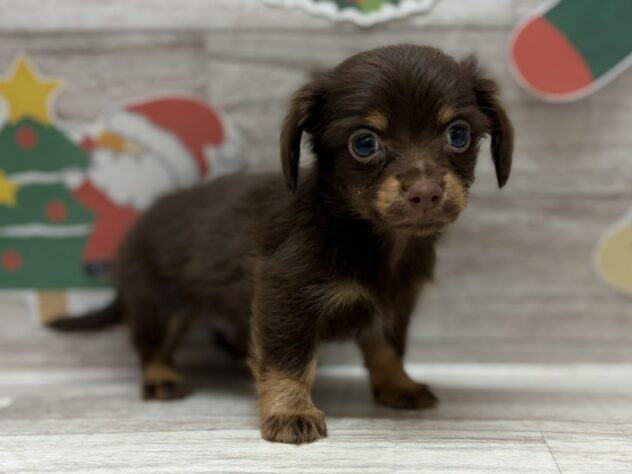 岩手県のハーフ犬・ミックス犬 (アミーゴ一関店/2025年9月25日生まれ/男の子/チョコレートタン)の子犬