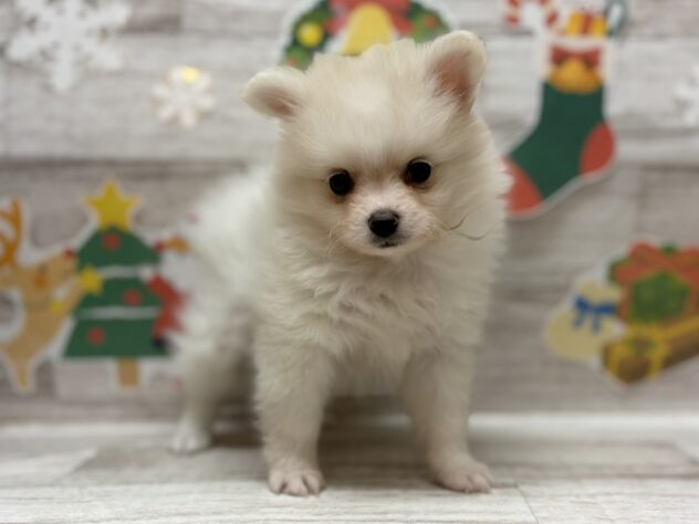 岩手県のポメラニアン (アミーゴ一関店/2025年9月10日生まれ/男の子/ホワイト)の子犬