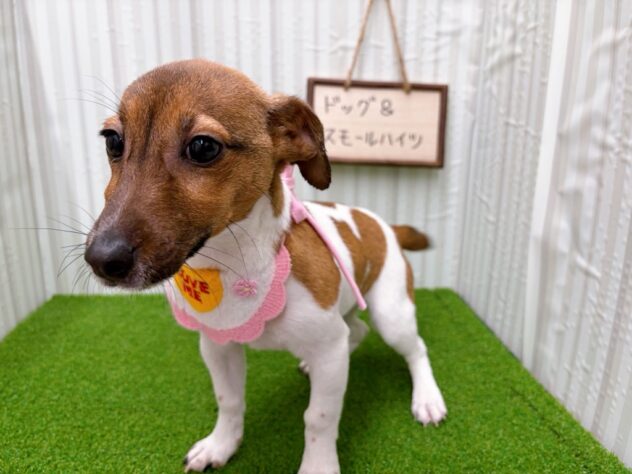 岡山県のジャックラッセルテリア (アミーゴ倉敷店/2025年7月29日生まれ/女の子/タンホワイト)の子犬の2枚目の画像