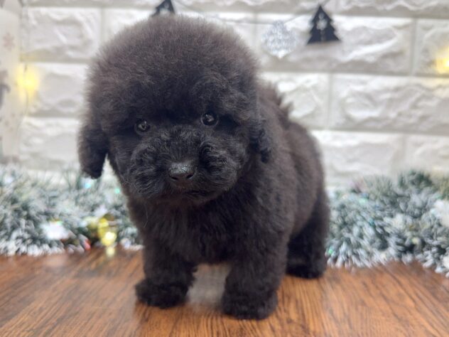 兵庫県のトイプードル(トイ) (ワンキャラット アミーゴ姫路飾磨店/2025年10月28日生まれ/男の子/ブラック)の子犬の3枚目の画像