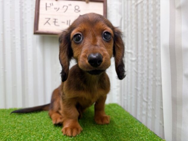 岡山県のカニンヘンダックスフンド(ロング) (アミーゴ倉敷店/2025年10月20日生まれ/女の子/レッド)の子犬の2枚目の画像