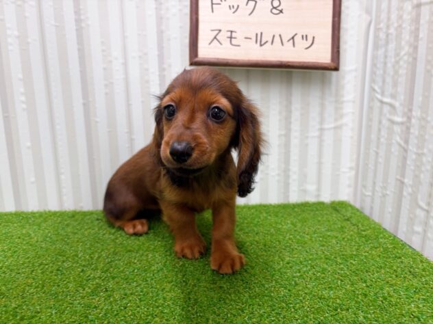 岡山県のカニンヘンダックスフンド(ロング) (アミーゴ倉敷店/2025年10月20日生まれ/女の子/レッド)の子犬の3枚目の画像