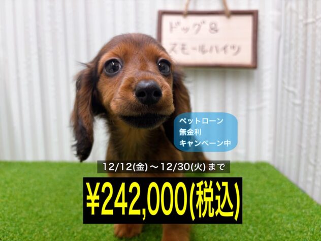 岡山県のカニンヘンダックスフンド(ロング) (アミーゴ倉敷店/2025年10月20日生まれ/女の子/レッド)の子犬の1枚目の画像