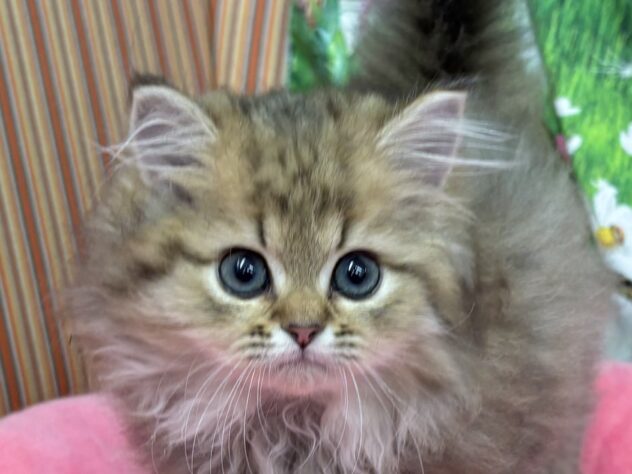 和歌山県のペルシャ (アミーゴ和歌山太田店/2025年10月6日生まれ/女の子/チンチラゴールデン)の子猫