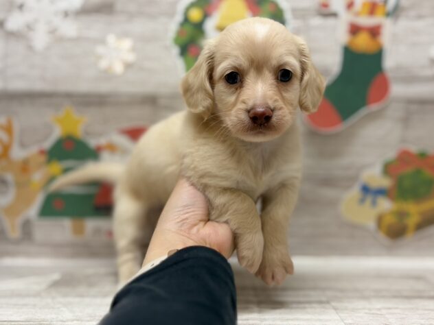岩手県のハーフ犬・ミックス犬 (アミーゴ一関店/2025年10月9日生まれ/男の子/イエロー)の子犬