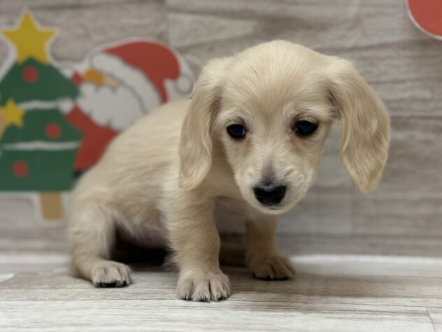 岩手県のカニンヘンダックスフンド(ロング) (アミーゴ一関店/2025年10月8日生まれ/女の子/イエロー)の子犬