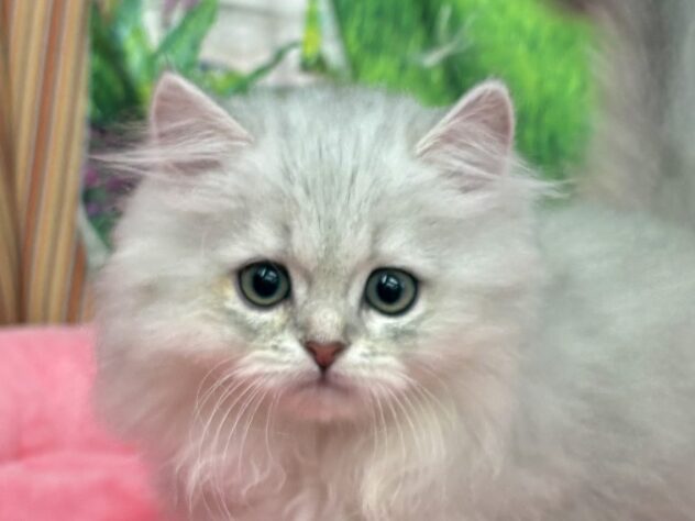 和歌山県のペルシャ (アミーゴ和歌山太田店/2025年10月3日生まれ/女の子/チンチラシルバー)の子猫