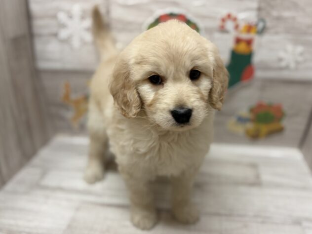 岩手県のハーフ犬・ミックス犬 (アミーゴ一関店/2025年10月8日生まれ/女の子/ゴールド)の子犬