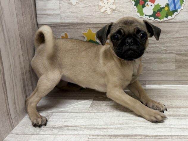 岩手県のパグ (アミーゴ一関店/2025年8月11日生まれ/女の子/フォーン)の子犬