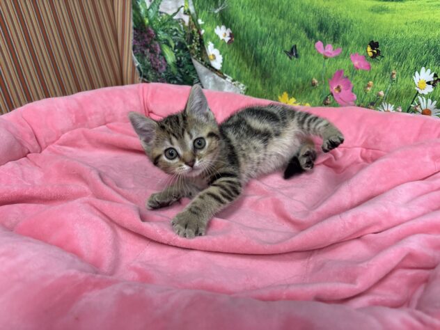 和歌山県のアメリカンショートヘアー (アミーゴ和歌山太田店/2025年10月13日生まれ/女の子/ブラウンタビー)の子猫の2枚目の画像