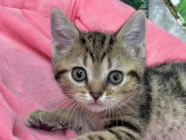 和歌山県のアメリカンショートヘアー (アミーゴ和歌山太田店/2025年10月13日生まれ/女の子/ブラウンタビー)の子猫