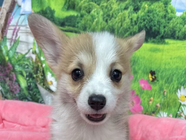 和歌山県のウェルシュコーギーペンブローク (アミーゴ和歌山太田店/2025年10月13日生まれ/女の子/レッドホワイト)の子犬の1枚目の画像