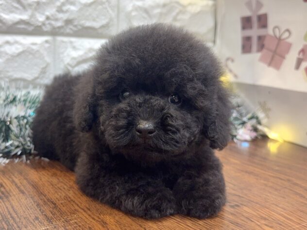 兵庫県のトイプードル(トイ) (ワンキャラット アミーゴ姫路飾磨店/2025年10月28日生まれ/男の子/ブラック)の子犬の2枚目の画像
