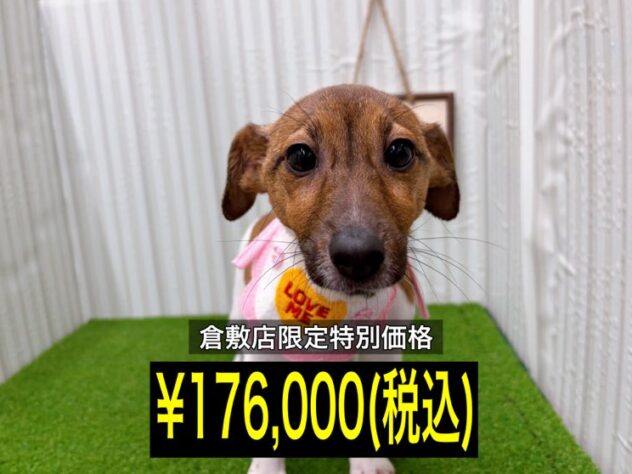 岡山県のジャックラッセルテリア (アミーゴ倉敷店/2025年7月29日生まれ/女の子/タンホワイト)の子犬の1枚目の画像