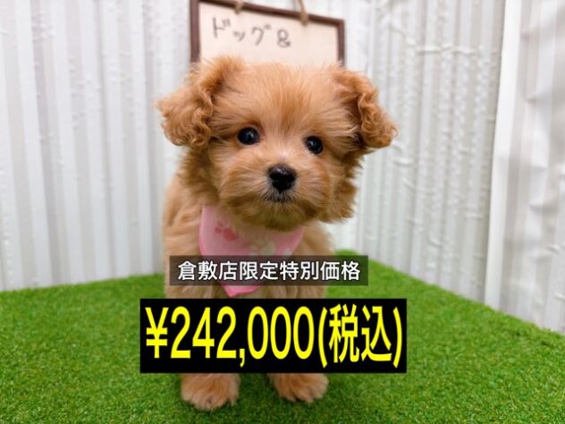 岡山県のハーフ犬・ミックス犬 (アミーゴ倉敷店/2025年10月18日生まれ/女の子/アプリコット)の子犬の1枚目の画像